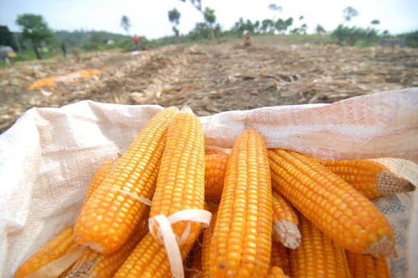 Produksi Benih Jagung Hibrida  SNI 9283-2023