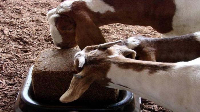 MANFAAT BLOK SUPLEMEN PAKAN UNTUK  TERNAK KAMBING 