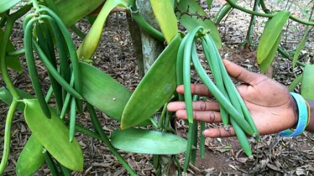 PEMELIHARAAN  TANAMAN KOPI