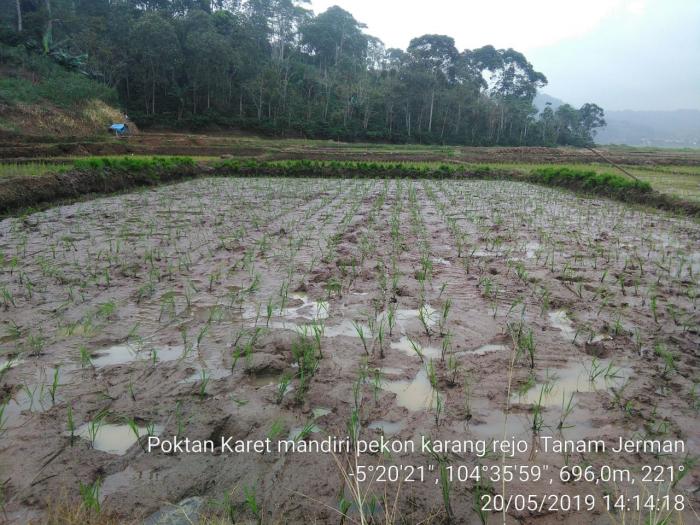 Tanggamus Siap Menyambut Manten Ditengah Sawah
