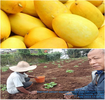 Koperasi Solusi Dalam Pemasaran Produk Pertanian Tanaman Pangan