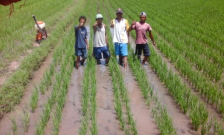 Penanaman Padi Sawah Sistem Jajar Legowo 