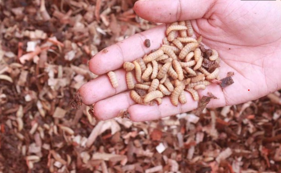 JENIS HA- JENIS HAMA YANG MENYERANG    TANAMAN CABE 