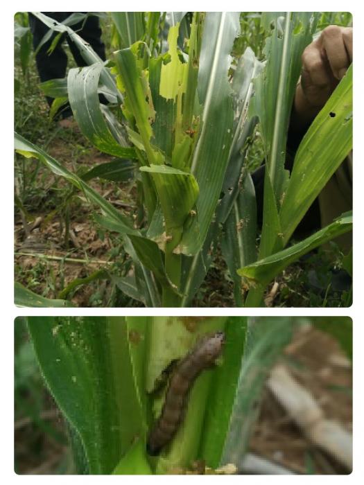 WASPADAI ULAT GRAYAK PADA TANAMAN JAGUNG