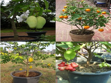 Tabulampot, Solusi Bertaman Buah Dilahan Sempit