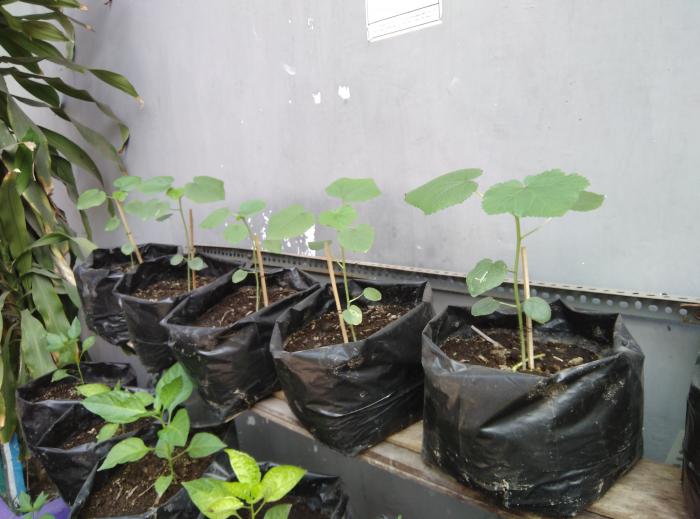 BUDIDAYA TANAMAN OKRA
