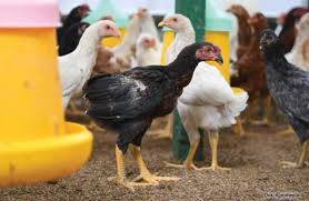 BETERNAK AYAM KAMPUNG DAN MENGHASILKAN