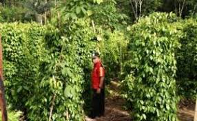 TUMPANGSARI  TANAMAN LADA DAN SAYURAN KANGKUNG 