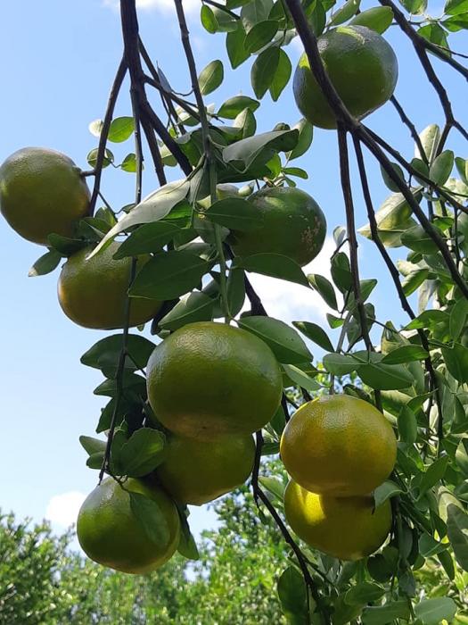 KUNCI SUKSES BERTANAM JERUK YANG SEHAT 