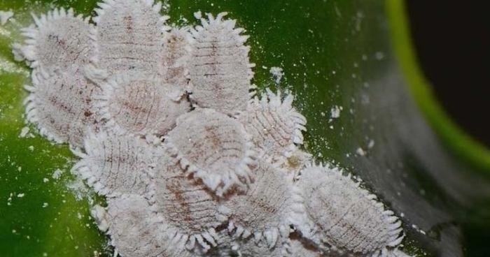 MENGENAL HAMA TANAMAN KOPI