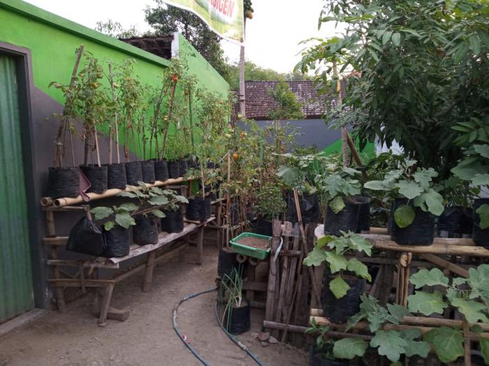 Pembinaan Kawasan Rumah Pangan Lestari (krpl) Di Kwt tunas Asri Desa Kesemen Kecamatan Ngoro