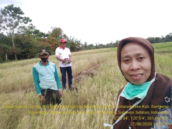 PEMANTAUAN PERTANAMAN PADI DI HAMPARAN SAWAH KELOMPOK TANI BALLA BORONG DESA BAJIMINASA KAB.BANTAENG