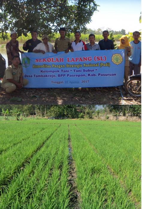 Sekolah Lapang     Komoditas Pangan Strategis Nasional (padi)  Di Kelompok Tani Ã¢â‚¬Å“tani SuburÃ¢â‚¬Â Desa Tambakrejo  Kecamatan Pasrepan Kabupaten Pasuruan