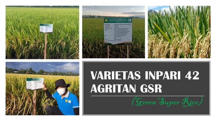INPARI 42 AGRITAN GSR (Green Super Rice) IDOLA PETANI