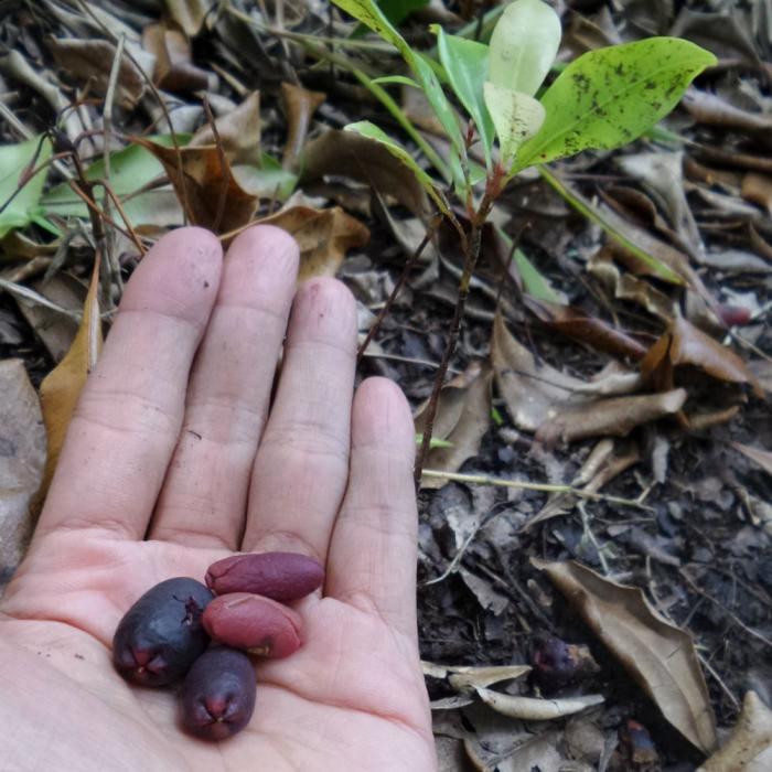 MITIGASI DAN PENCEGAHAN PMK PADA TERNAK