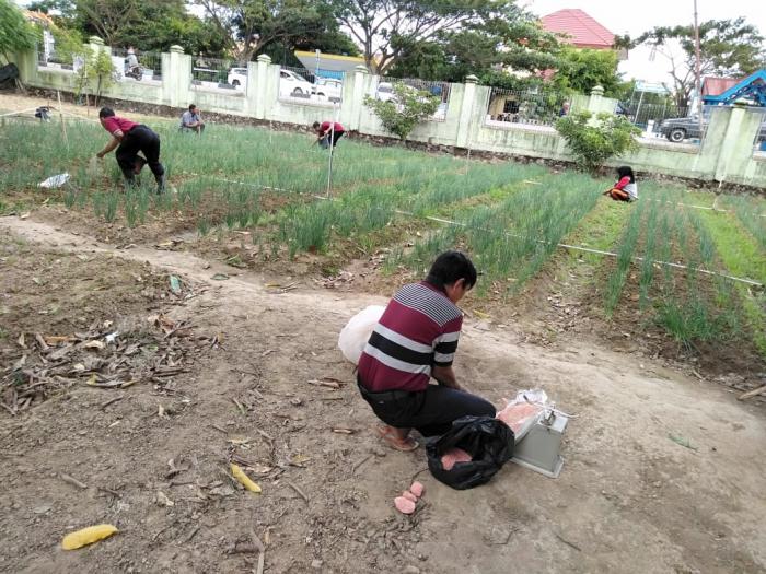 Budidaya Bawang Merah Di Lahan Bpp Tanete Rilau
