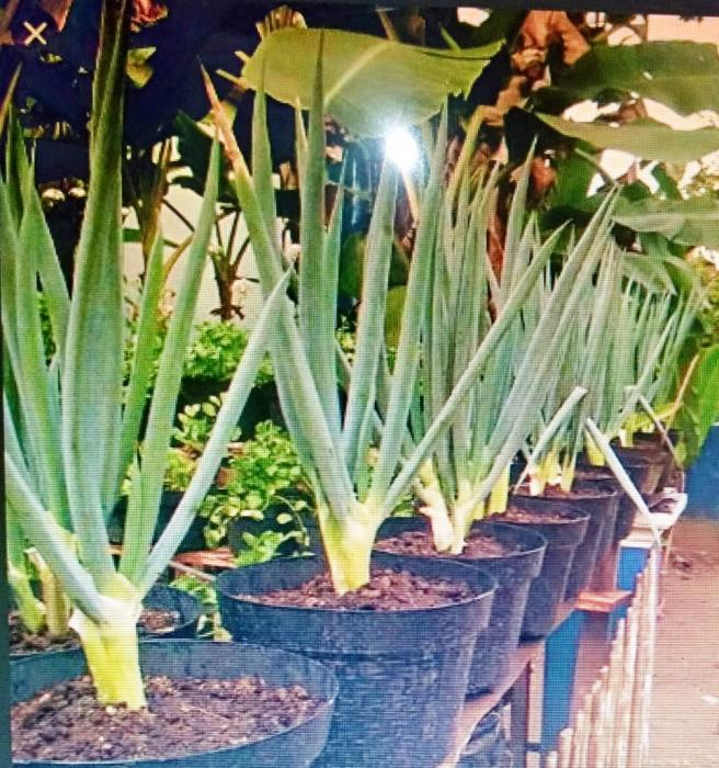 Tanam Bawang Prei Dalam Pot