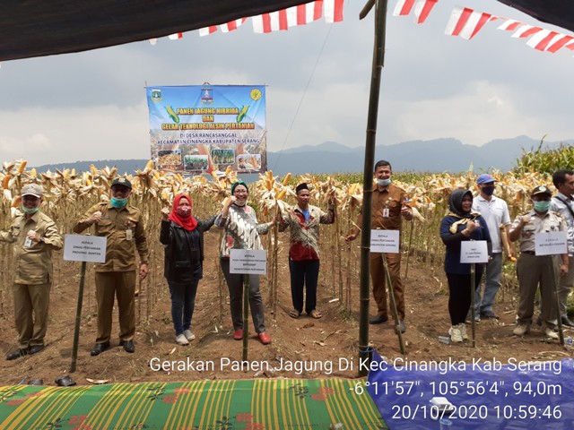 Tingkatkan Ip Lahan Sawah Tadah Hujan Di Desa Rancasanggal , Kostartani Bpp Cinangka Akan Terus Kembangkan Jagung Setelah Panen Padi