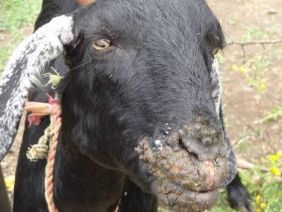 PENYAKIT AKIBAT VIRUS, BAKTERI DAN PARASIT  PADA TERNAK KAMBING   