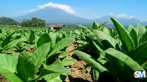 Standar Budidaya Tanaman Tembakau