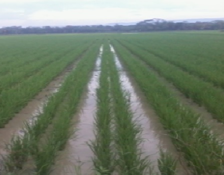 sistim tanam jajar legowo 