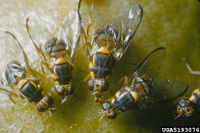 LALAT BUAH - Bactrocera dorsalis