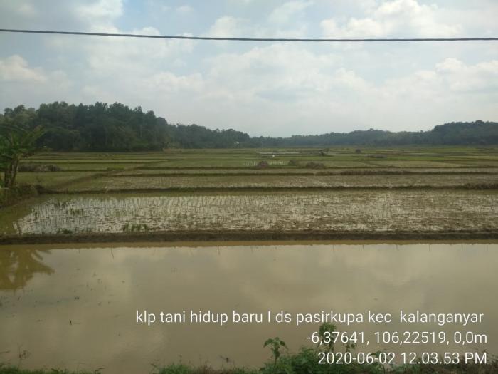 Kegiatan Percepatan Tanam padi sawah bulan Juni 2020 di Kec Kalanganyar