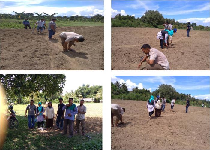 TEKNIK BUDIDAYA TANAMAN JAGUNG 