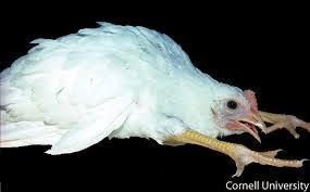 Cara Atasi Penyakit Marek Pada Ayam