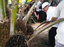 KEMITRAAN PEKEBUN KELAPA SAWIT