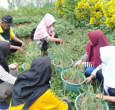 Budidaya Bawang Merah