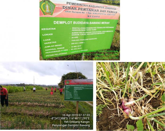 Bawang Merah Dapat Menjadi Pilihan Komoditi Yang Diandalkan Kabupaten Jembrana