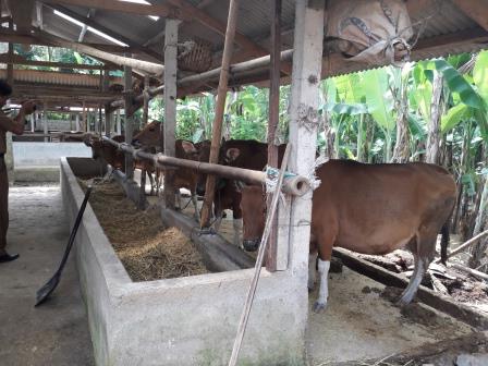 EVALUASI KELOMPOK TANI TERNAK BHUANA SARI TAHUN 2019