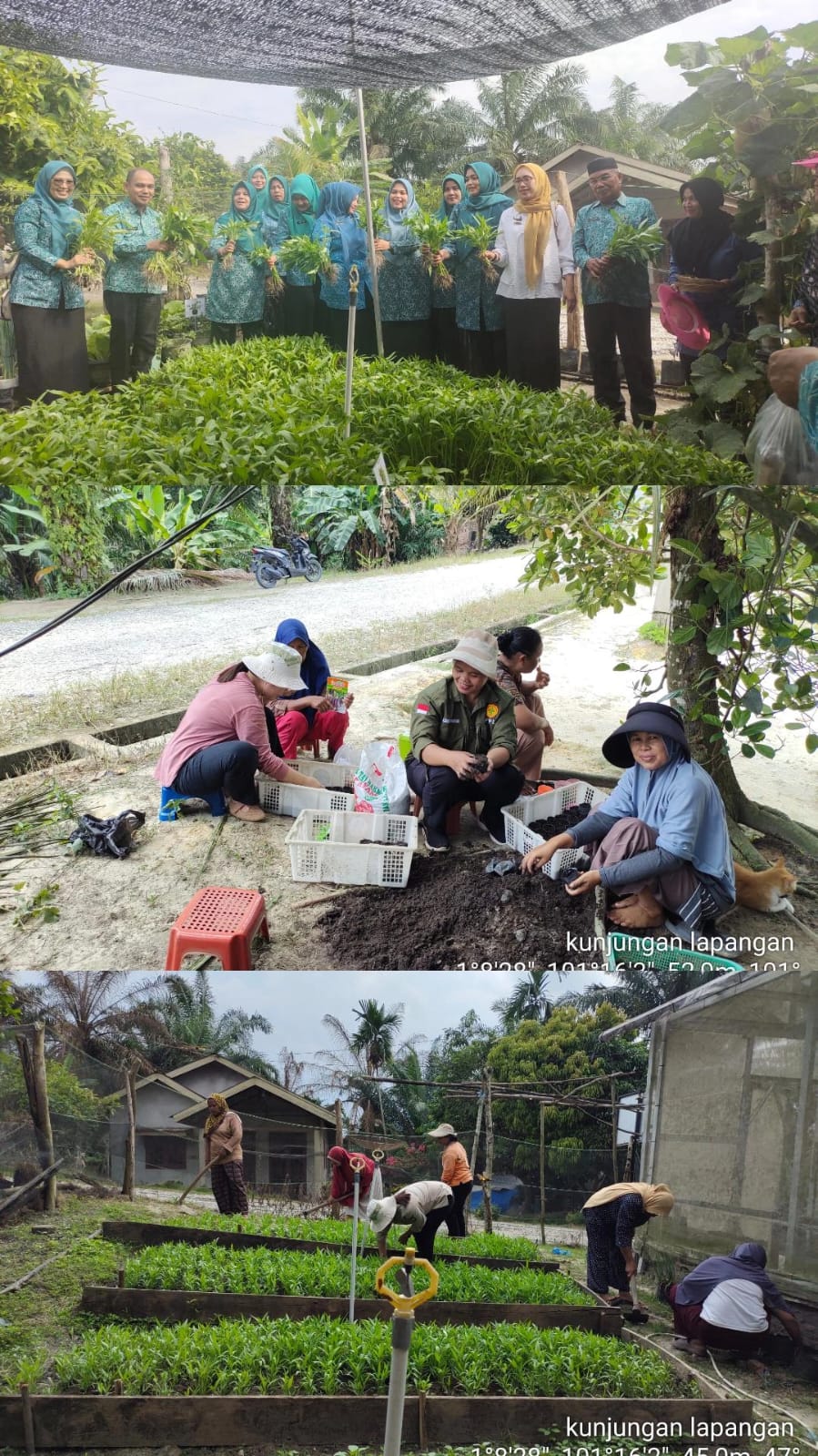 KEGIATAN PEKARANGAN PANGAN LESTARI (P2L)  DI KECAMATAN PINGGIR KABUPATEN BENGKALIS