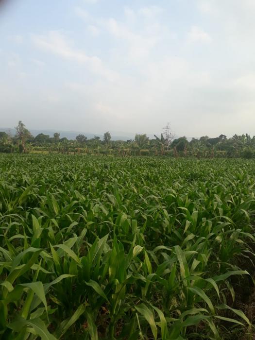 Tetap Panen Jagung Walau Dikasih Pupuk Cair