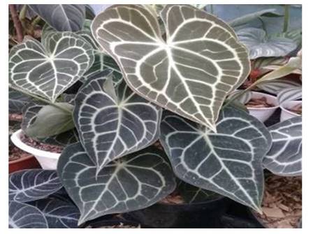 MENGENAL BUNGA KUPING GAJAH TARANTULA YANG EKSOTIS