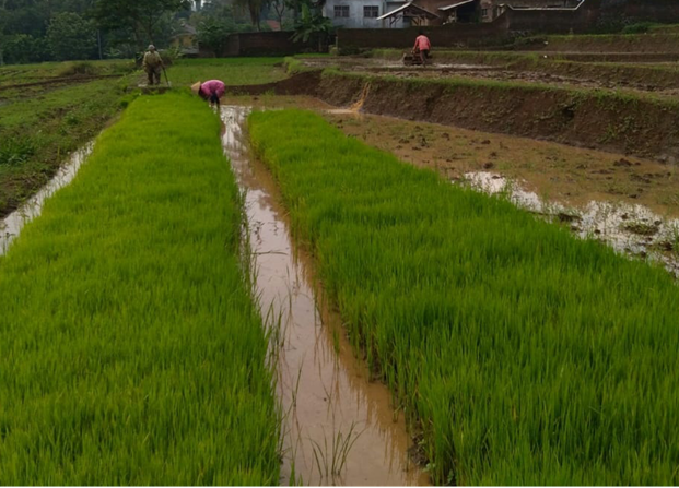 Persemaian Padi Sawah