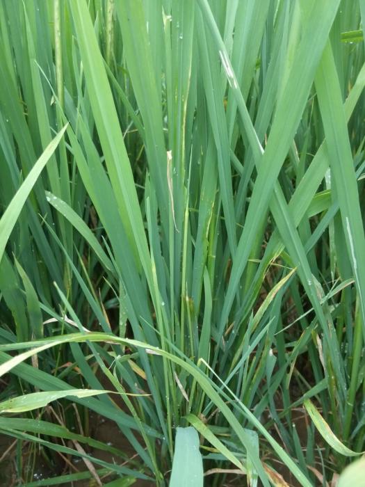 TEKNIK PENGENDALIAN HAMA GANJUR TANAMAN PADI SAWAH  DI KECAMATAN LEBONG UTARA KABUPATEN LEBONG