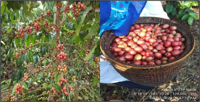 PETIK MERAH BUAH KOPI