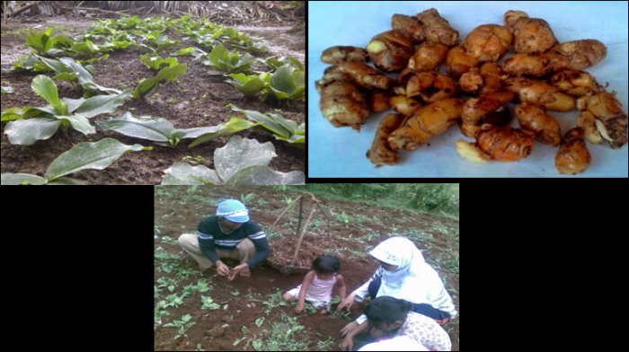 BUDIDAYA  TANAMAN  KENCUR ( Kaempferia galanga L. )