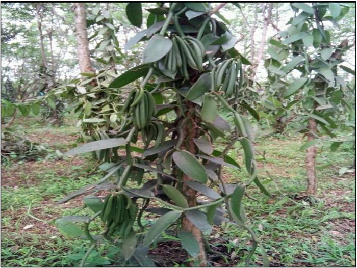 Hama Dan Penyakit Yang sering Menyerang Tanaman Vanili