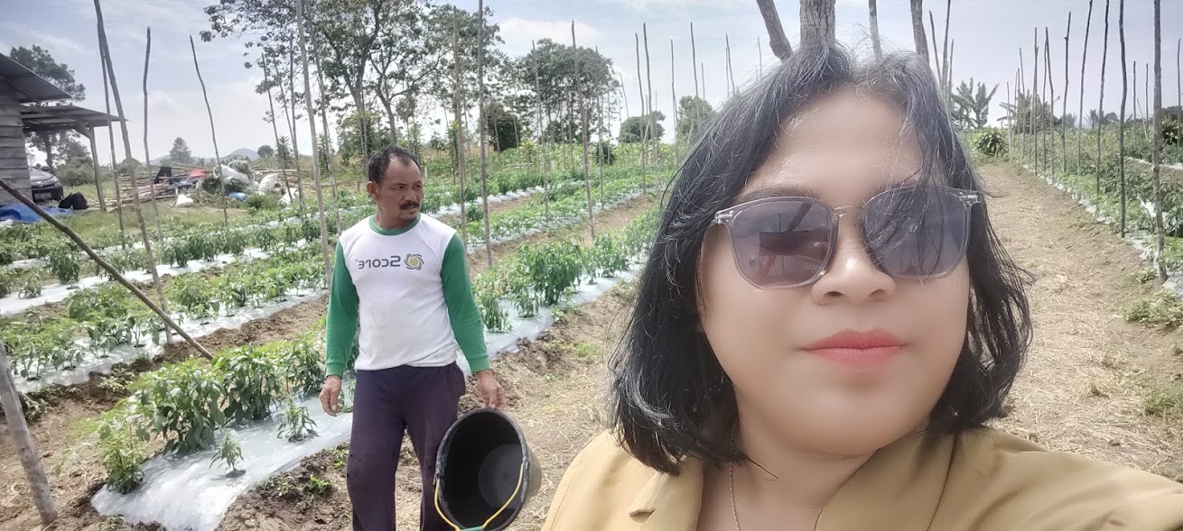 TANAM CABAI MERAH DENGAN CERMAT