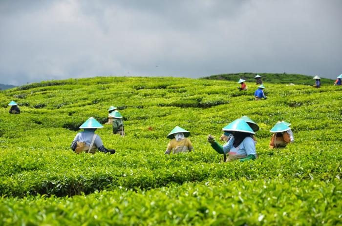PERTANIAN PRESISI DI PERKEBUNAN