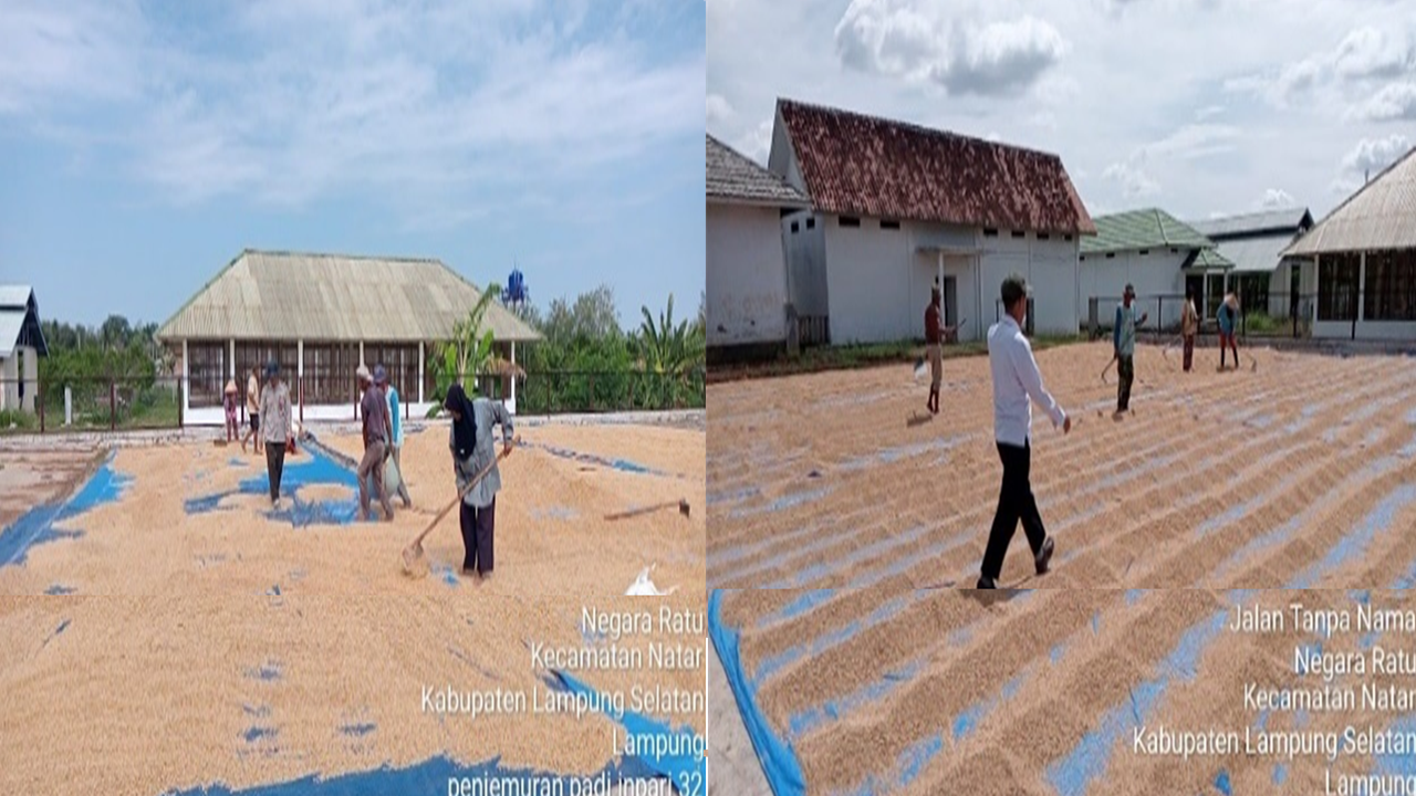 STANDAR MUTU GABAH KERING PANEN