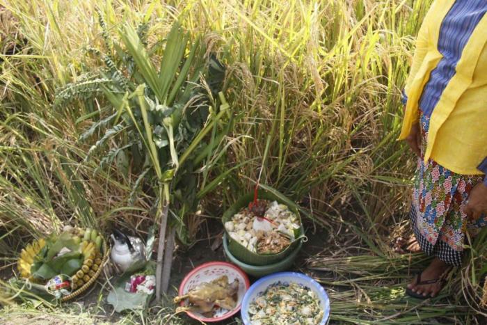 Budaya Menjelang Panen Di Beberapa Wilayah Di Nusantara