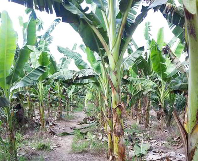 Budidaya Tanaman Pisang