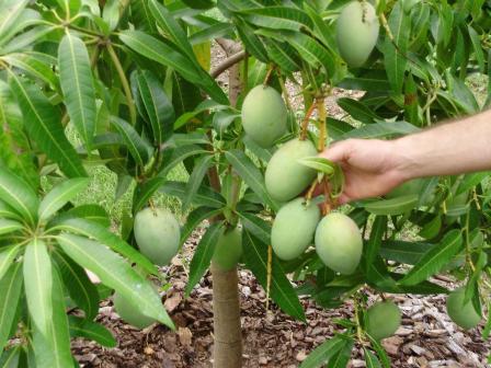 Cara Pemupukan Tanaman Mangga dalam Pot