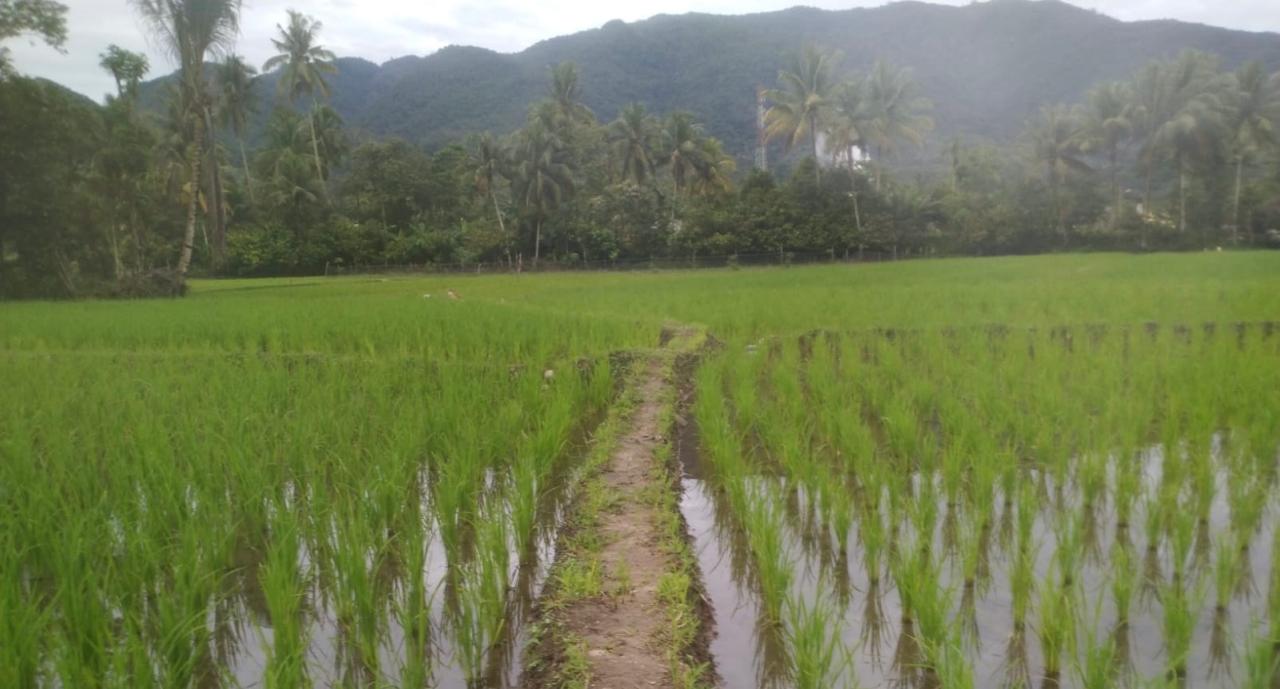 Sistem Tanam Jajar Legowo Padi Sawah