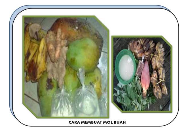 CARA MEMBUAT MOL BUAH 