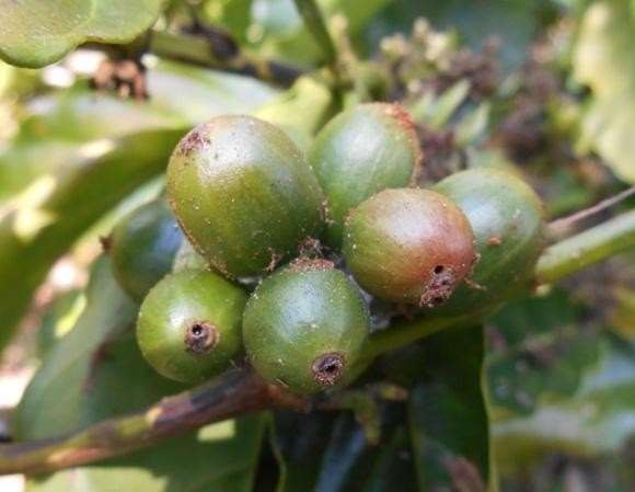 PENGENDALIAN PENGGEREK BUAH KOPI (PBKo) DENGAN APLIKASI  BEAUVERIA BASSIANA